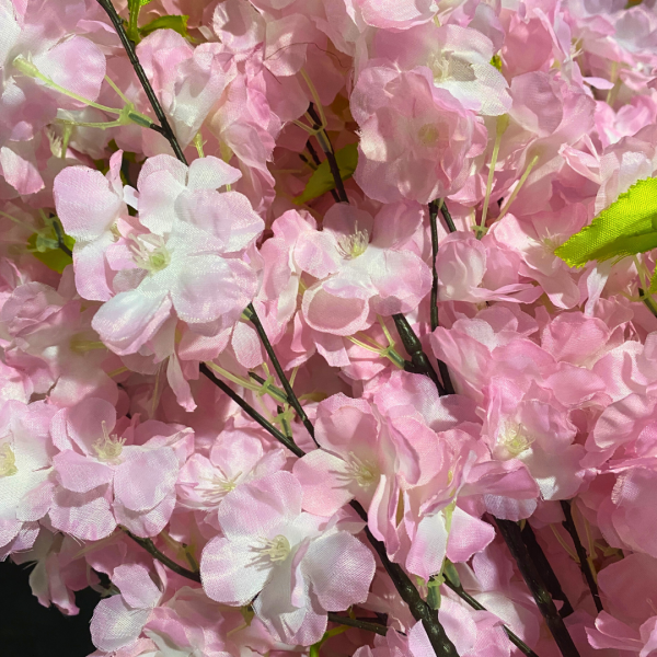 Festivities Festivities