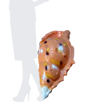 Conch Shell (Beige)
