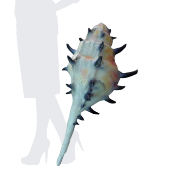 Conch Shell (Blue)