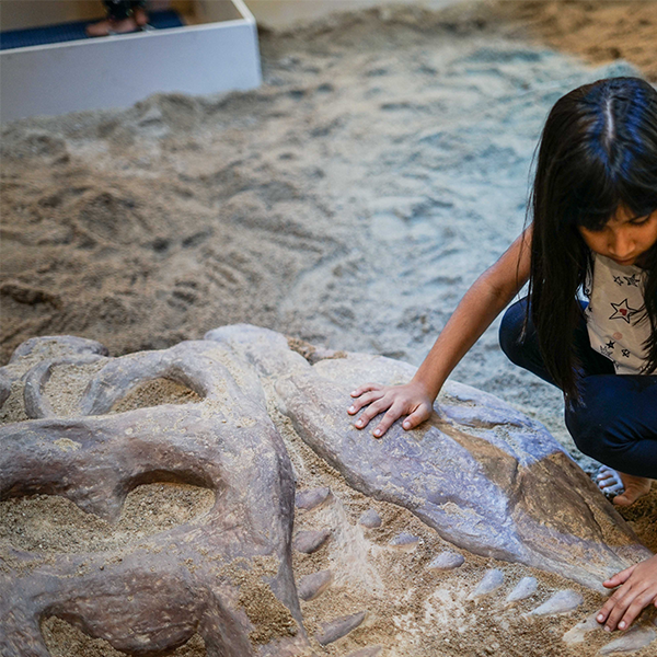 Trex Skull Fossil (Dinosaur , Jurassic , Prehistoric Age )