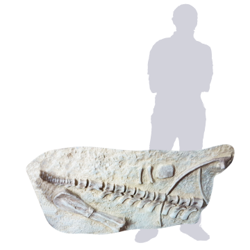 3D-Dinosaur-Fossil