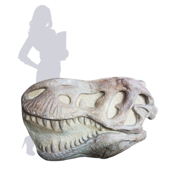 Trex Skull Fossil (Dinosaur , Jurassic , Prehistoric Age )