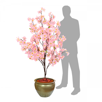 Cherry Blossom Plant