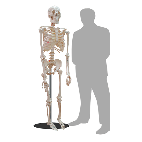 Skeleton ( Halloween / horror / Scary )