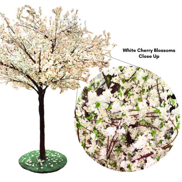 Festivities Festivities