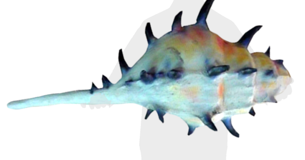 Blue Conch Shell - SG's Largest Ocean and Beach Decor Rental Platform