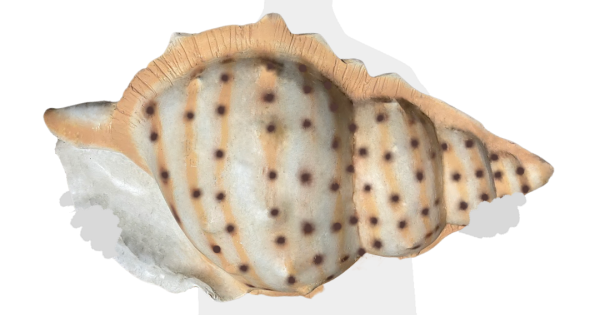 Beige Conch Shell - SG's Largest Giant Conch Props Rental Platform